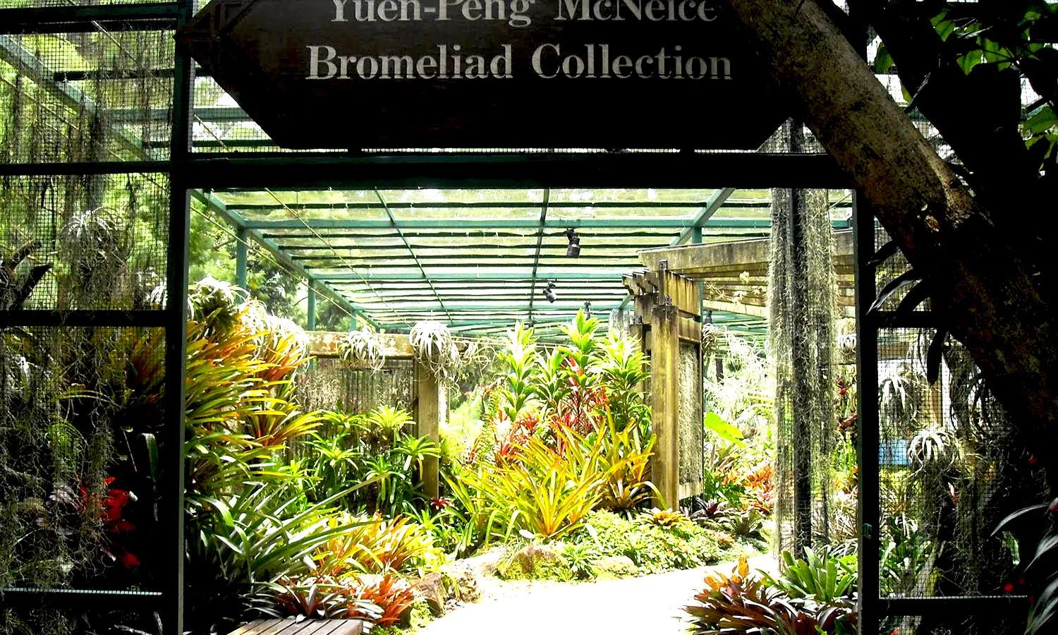 national orchid garden singapore