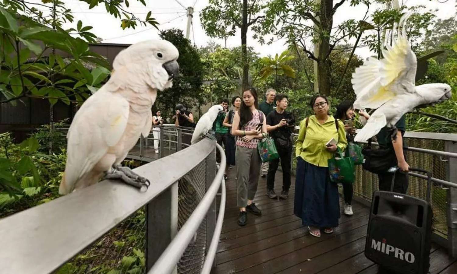 bird paradise singapore