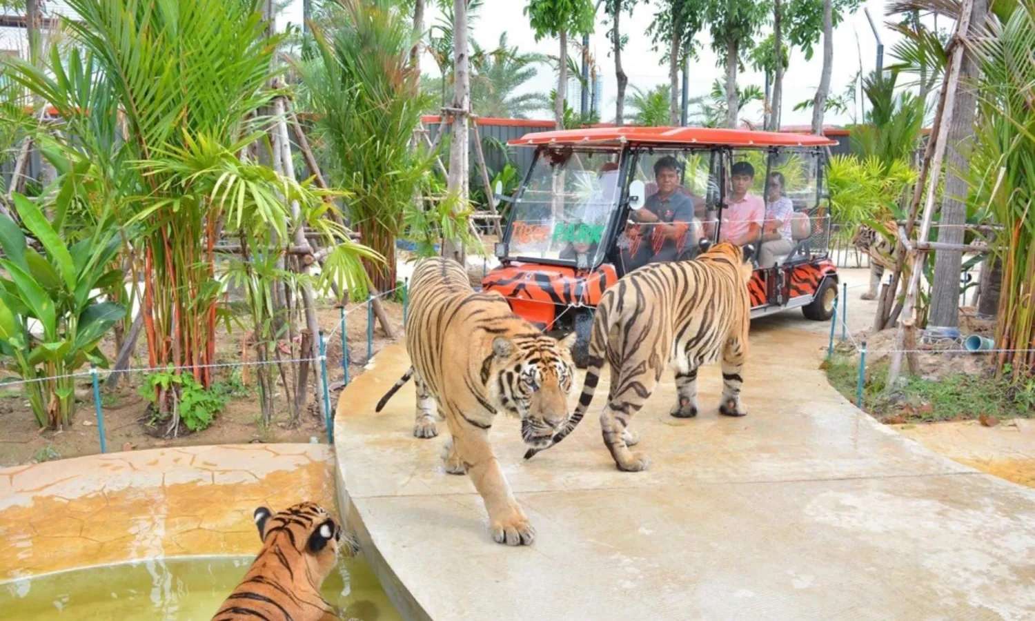 Tiger Park Pattaya