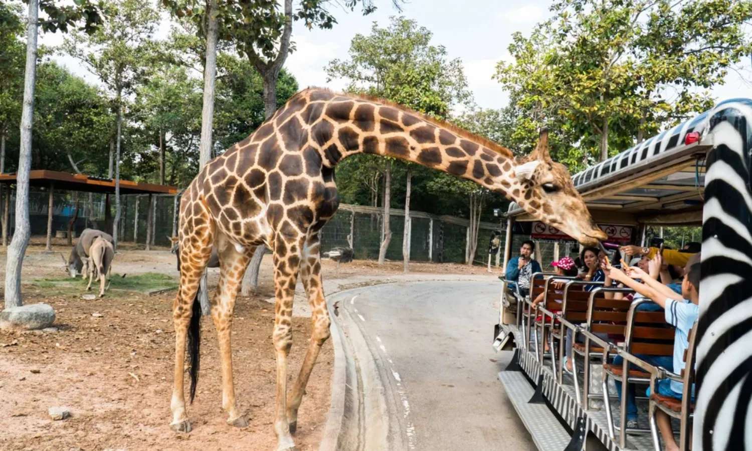 chiang mai night safari park