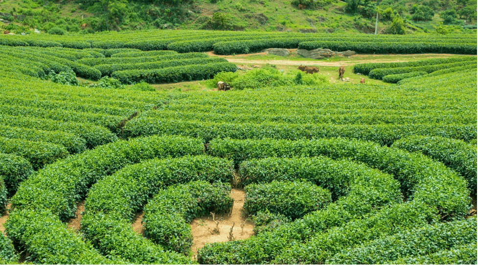 Khám phá đồi chè hình trái tim, thác Dải Yếm, vườn hoa Happy Land, và thung lũng mận Nà Ka