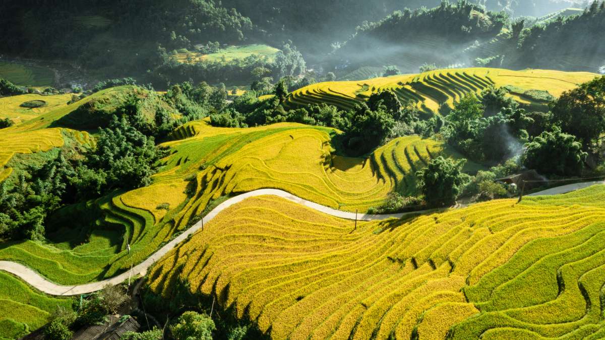 Ruộng bậc thang của Lao Chải vào mùa lúa chín