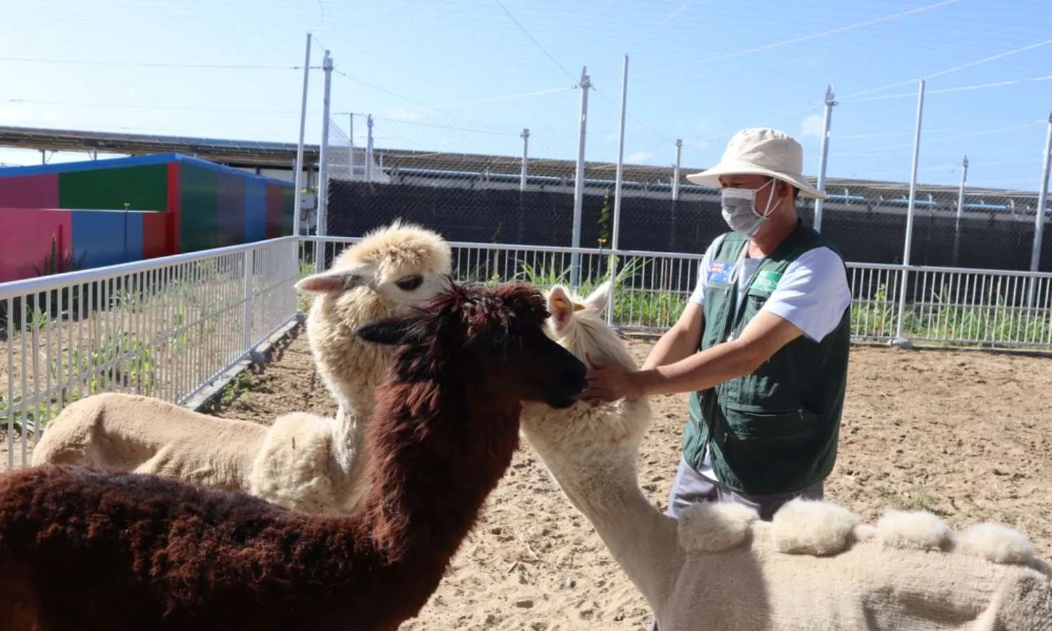 Các bé nhỏ có thể tương tác với những con vật hiền lành tại Tien Tien Farm & Zoo.