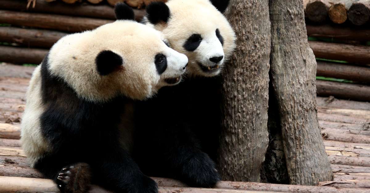 Tham quan Cơ sở gấu trúc Thành Đô