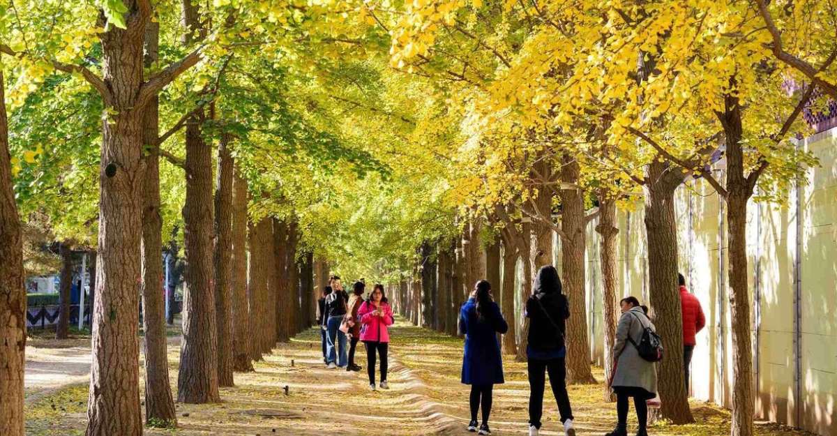 Cảnh sắc thiên nhiên dần chuyển sang sắc vàng khi vào thu - khách sạn Bắc Kinh