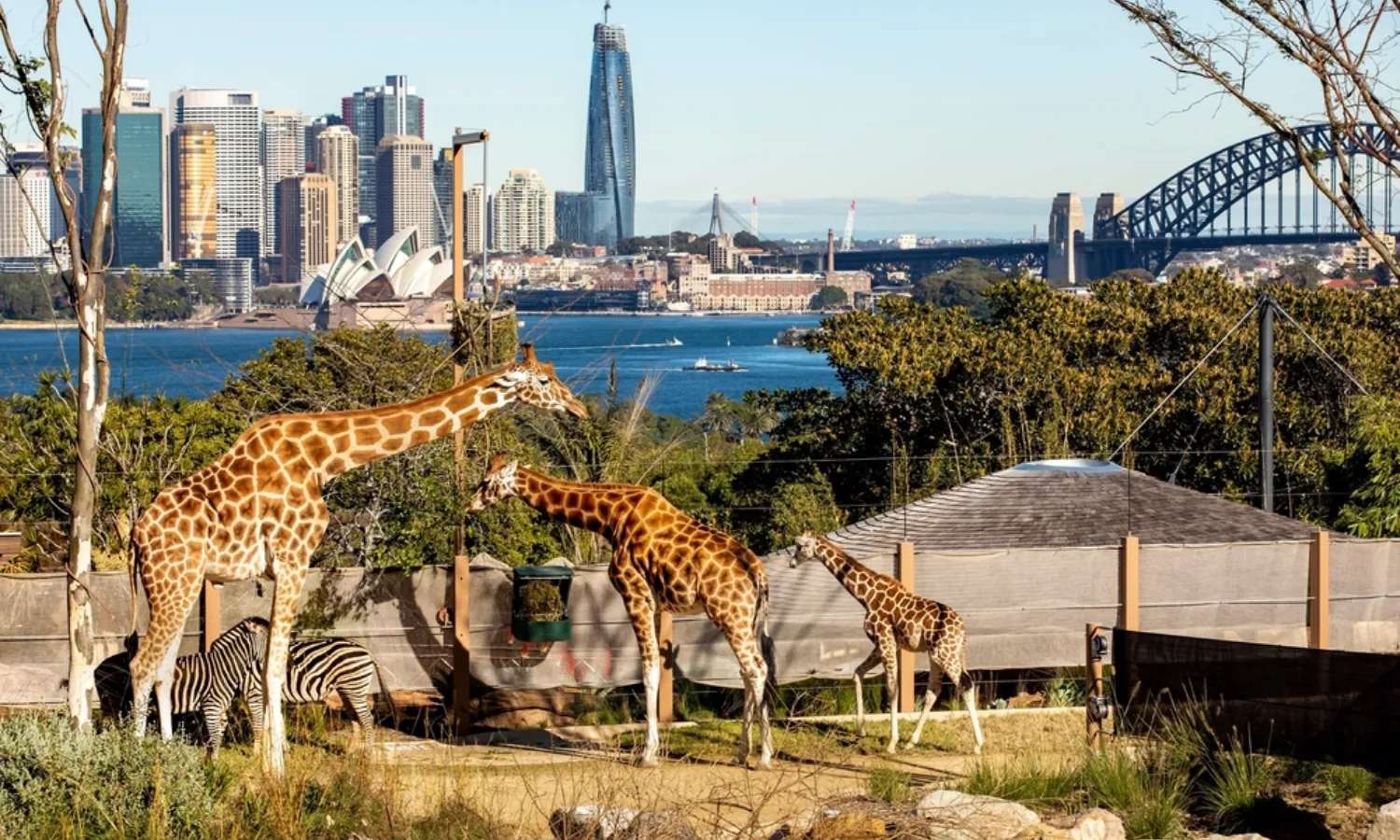 taronga zoo sydney