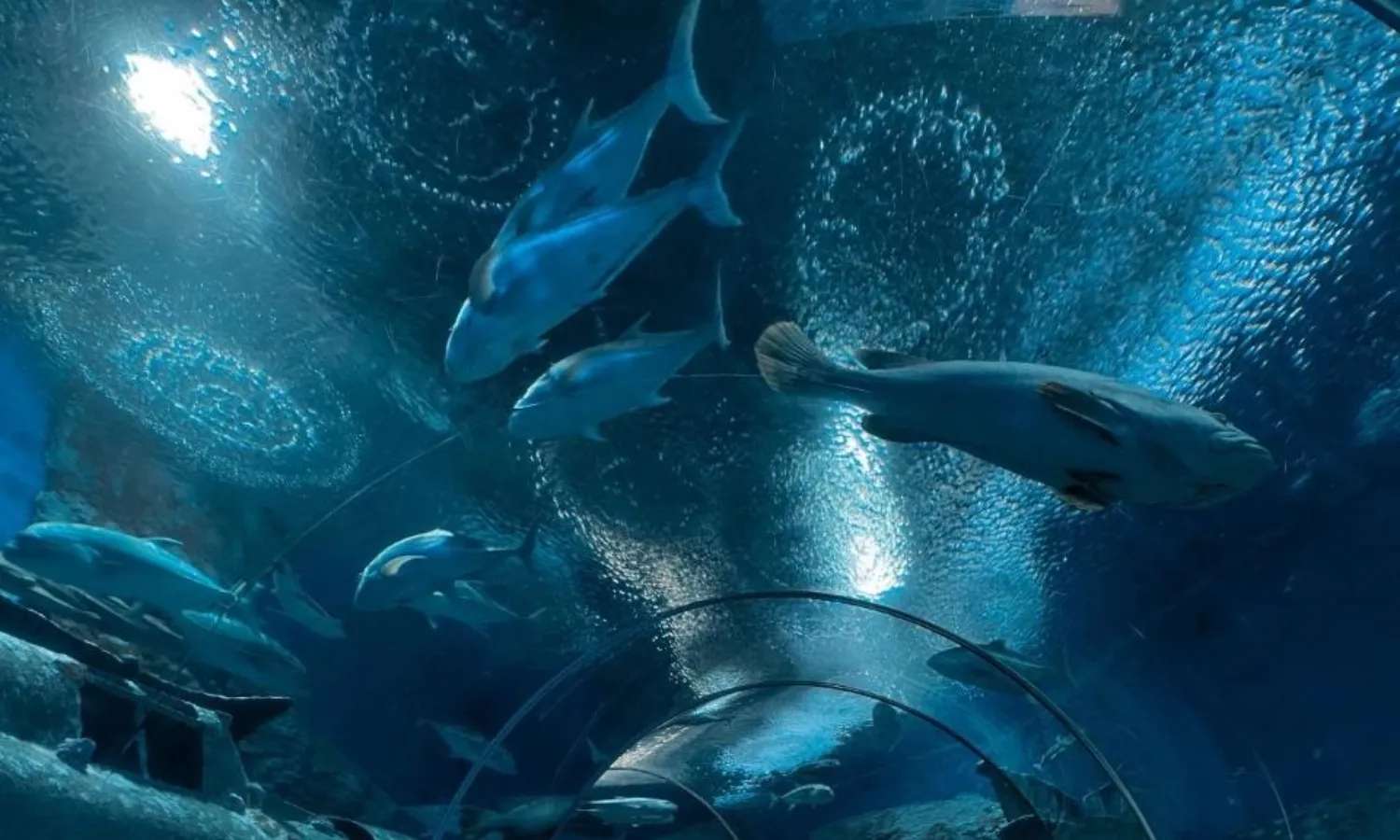 vé thủy cung underwater world pattaya