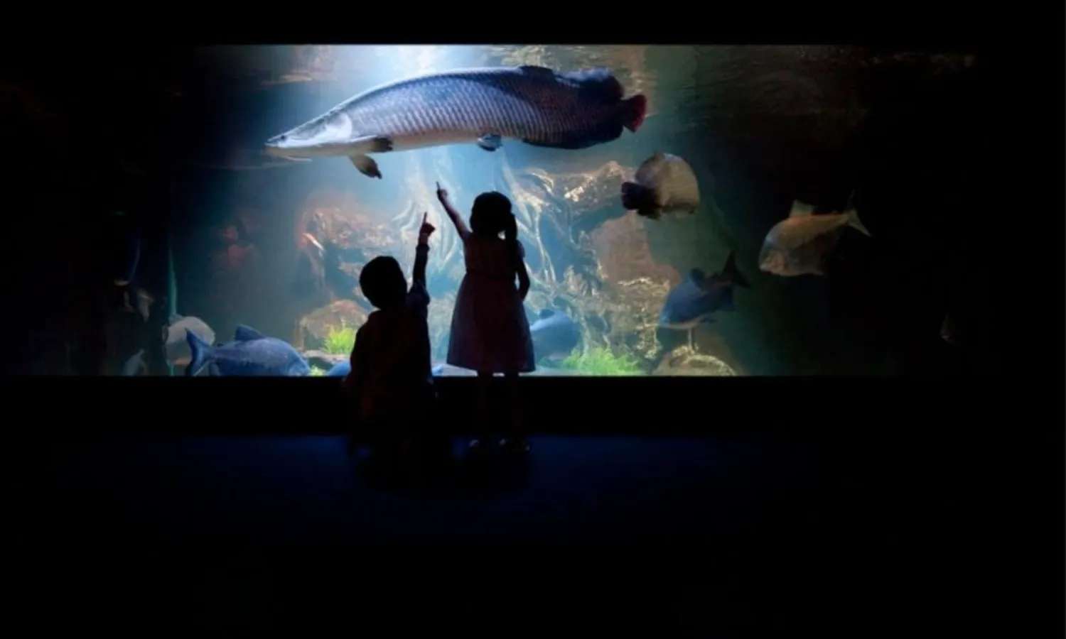 giá vé thủy cung underwater world pattaya