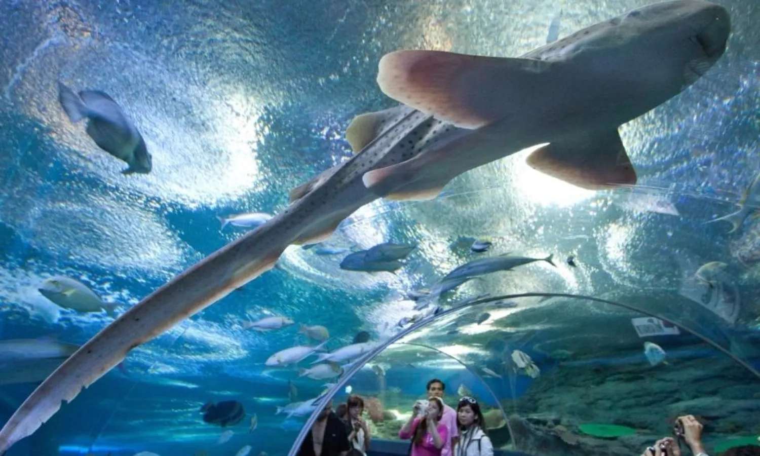 thủy cung underwater world pattaya giá vé