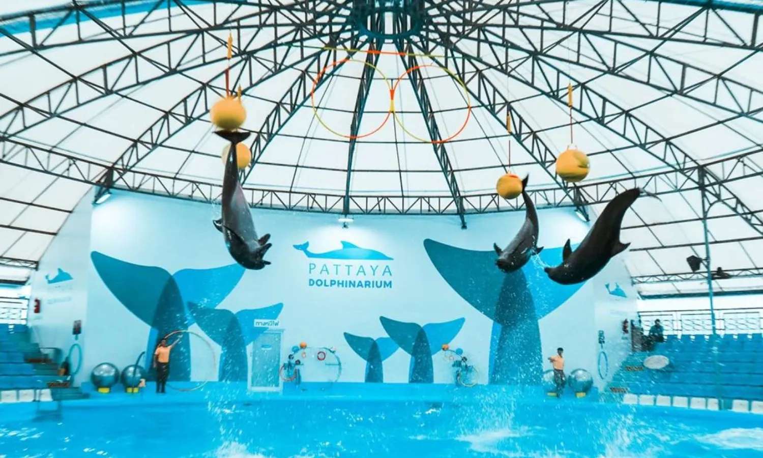 pattaya dolphinarium