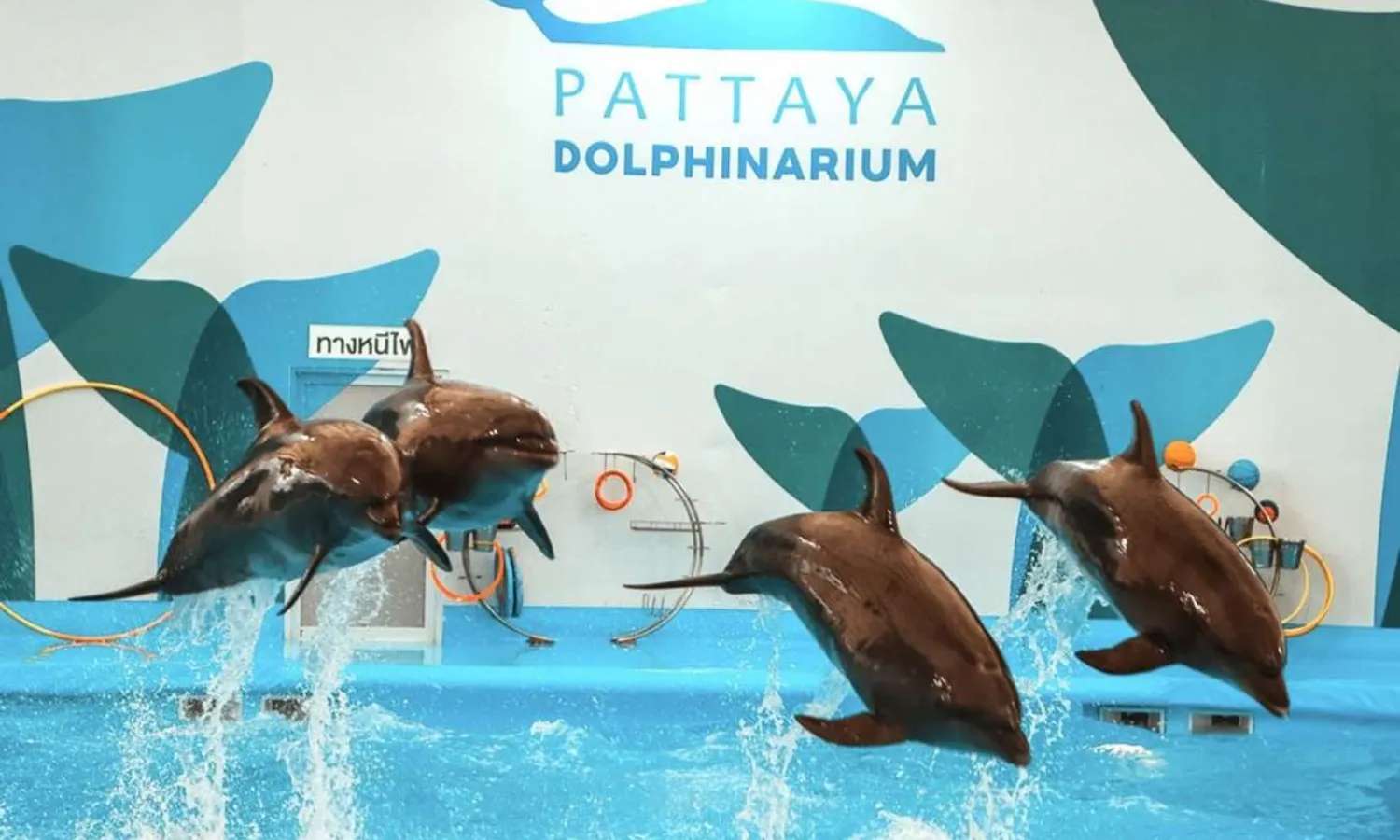 show cá heo pattaya dolphinarium