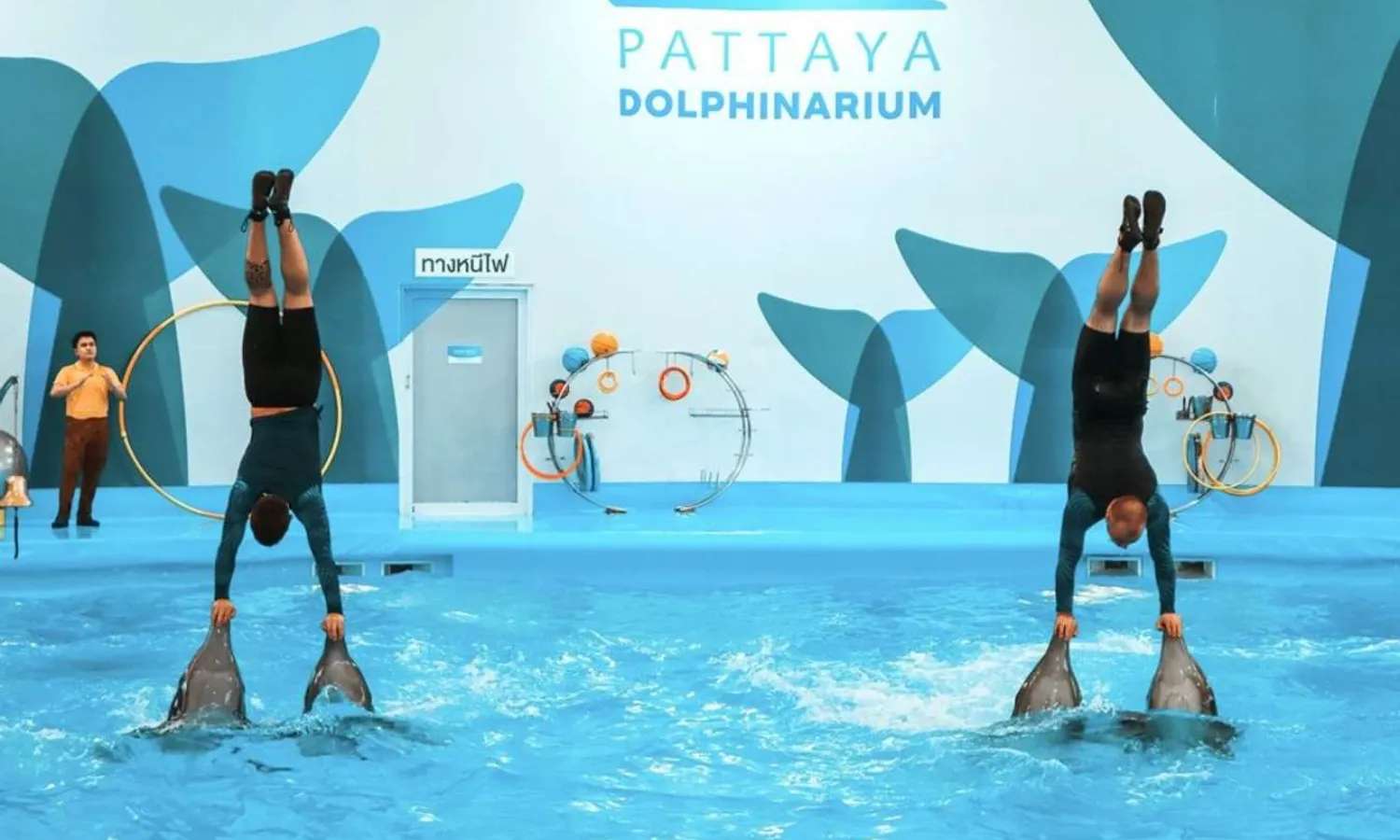 biểu diễn cá heo pattaya dolphinarium