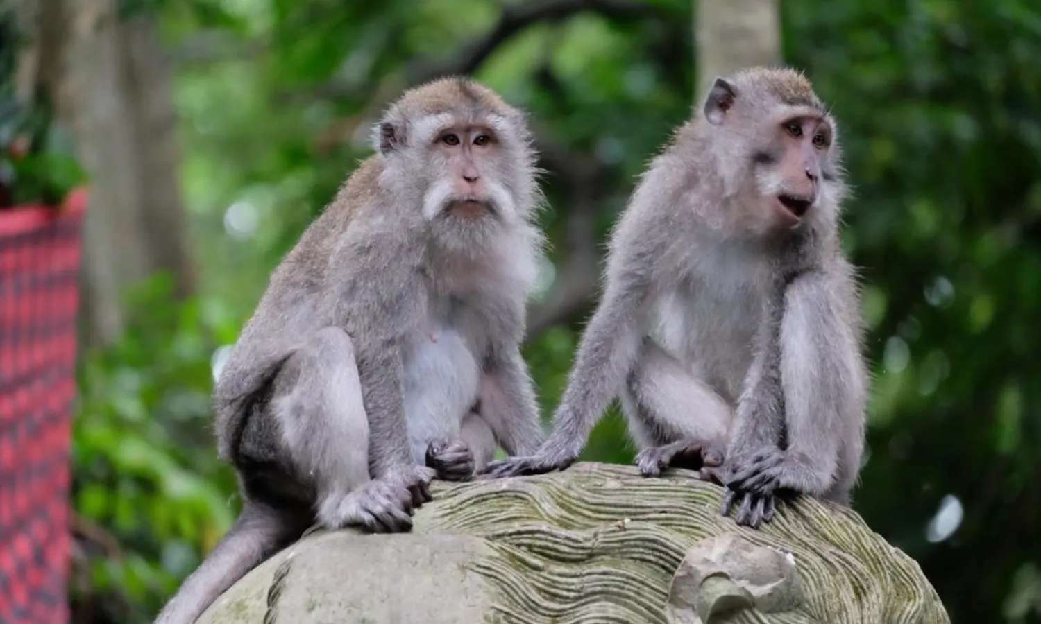 monkey forest ubud