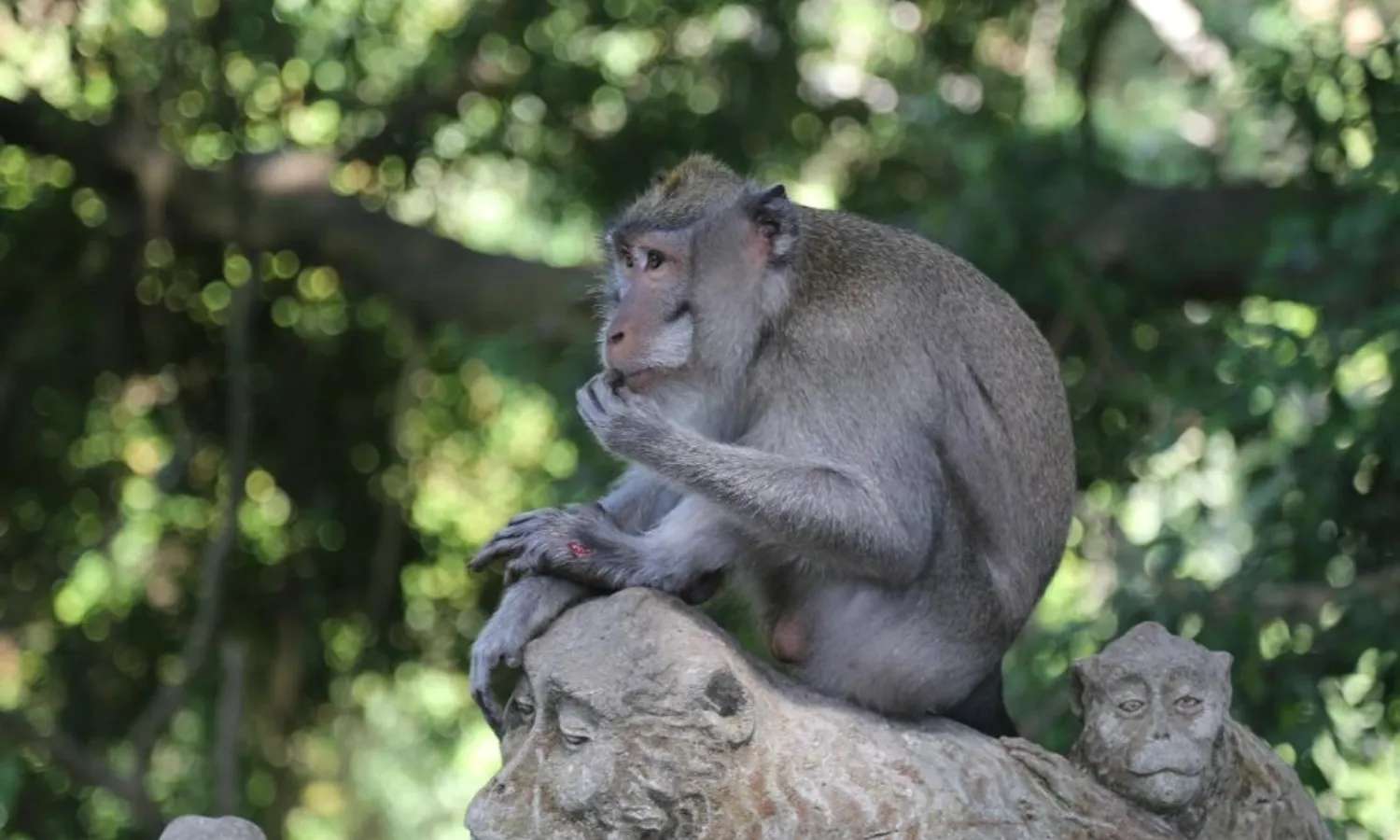 vé monkey forest ubud