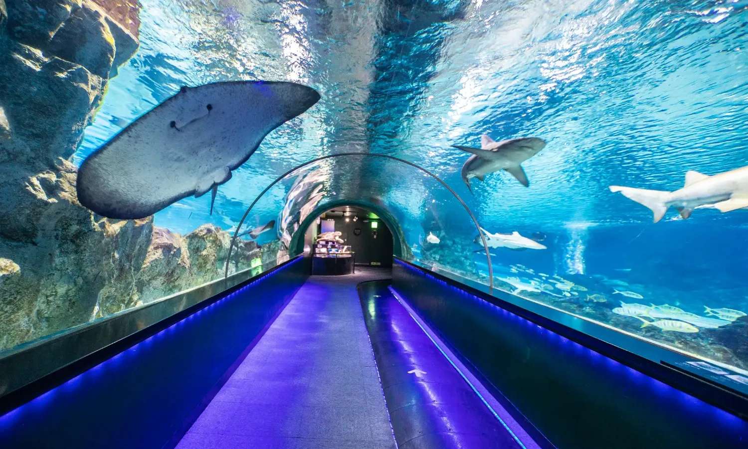 coex aquarium