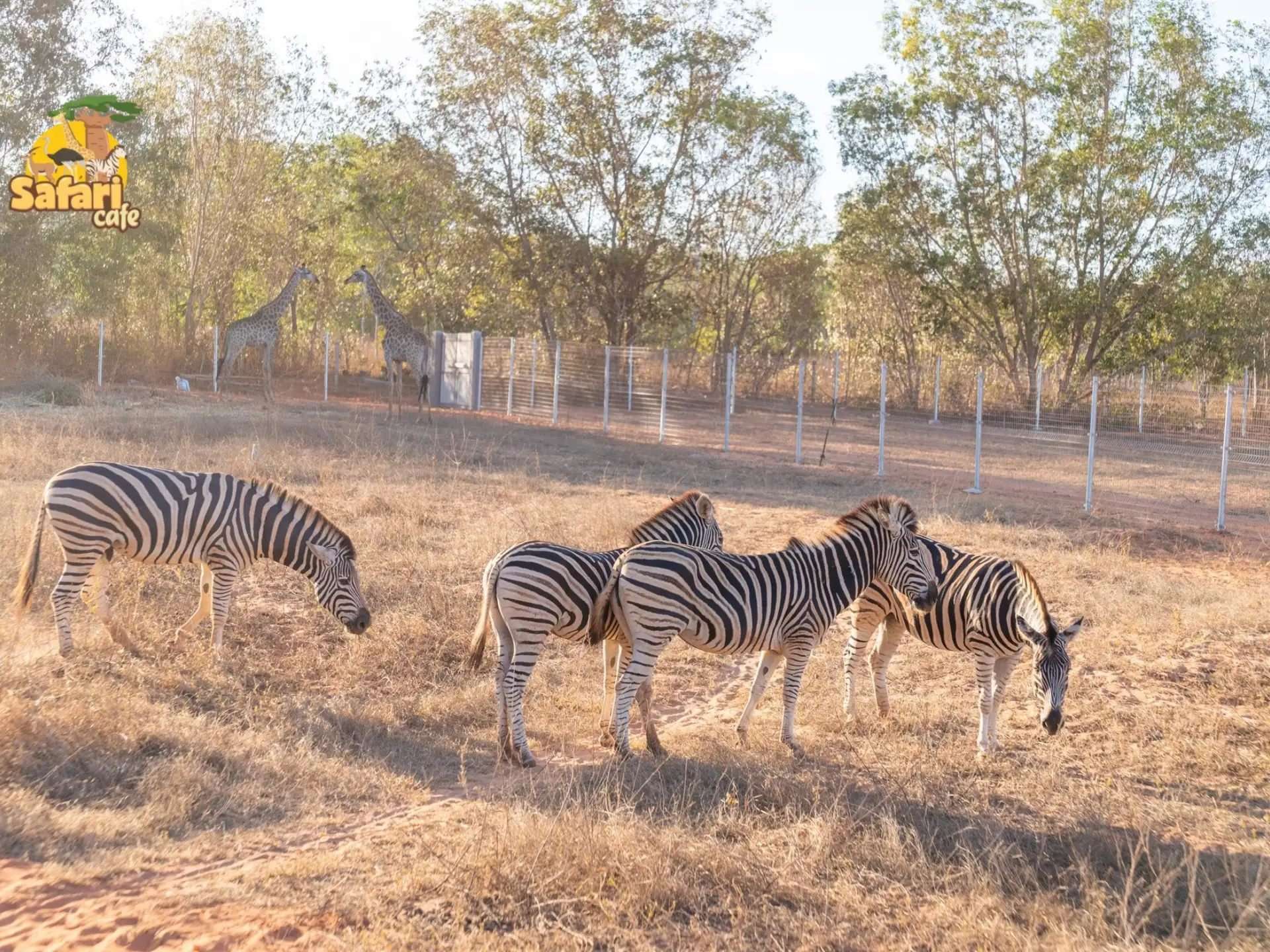 Safari Cafe Phan Thiết với động vật tự nhiên hoang dã