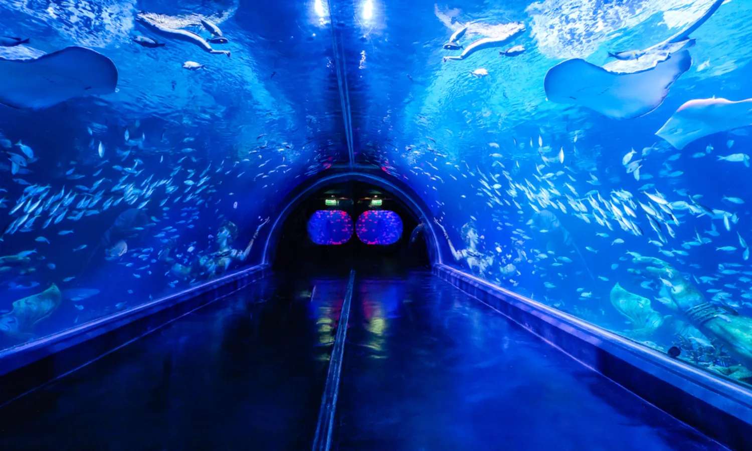 vé thuỷ cung aquaria phuket