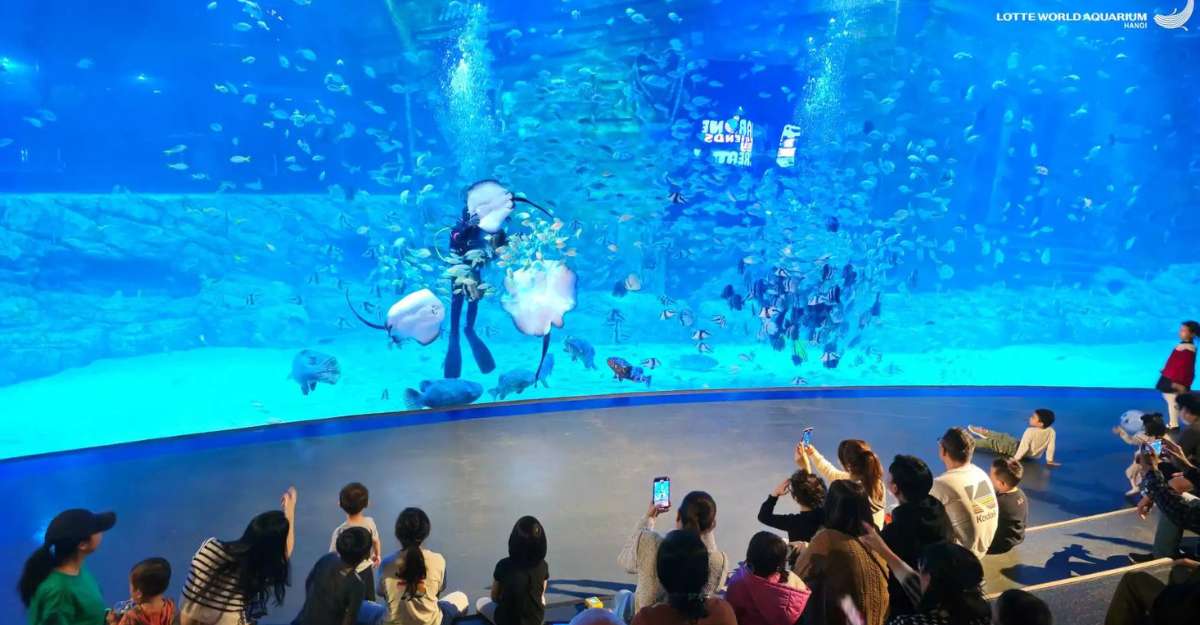 Lotte World Aquarium có rất nhiều loài sinh vật biển đa dạng