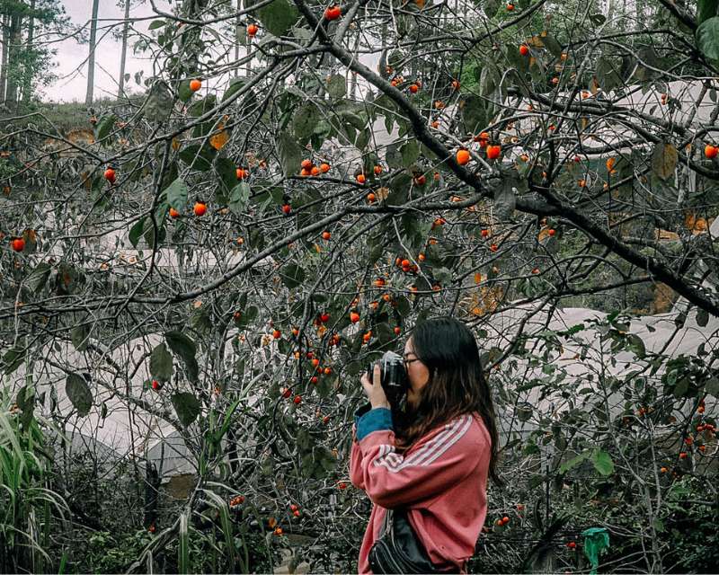 mùa du lịch Đà Lạt