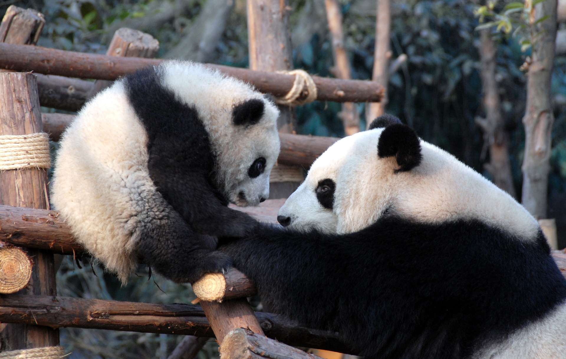 khu bảo tồn gấu trúc