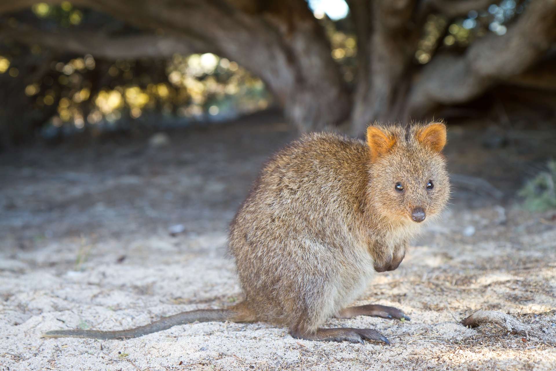 Chuột túi Quokka