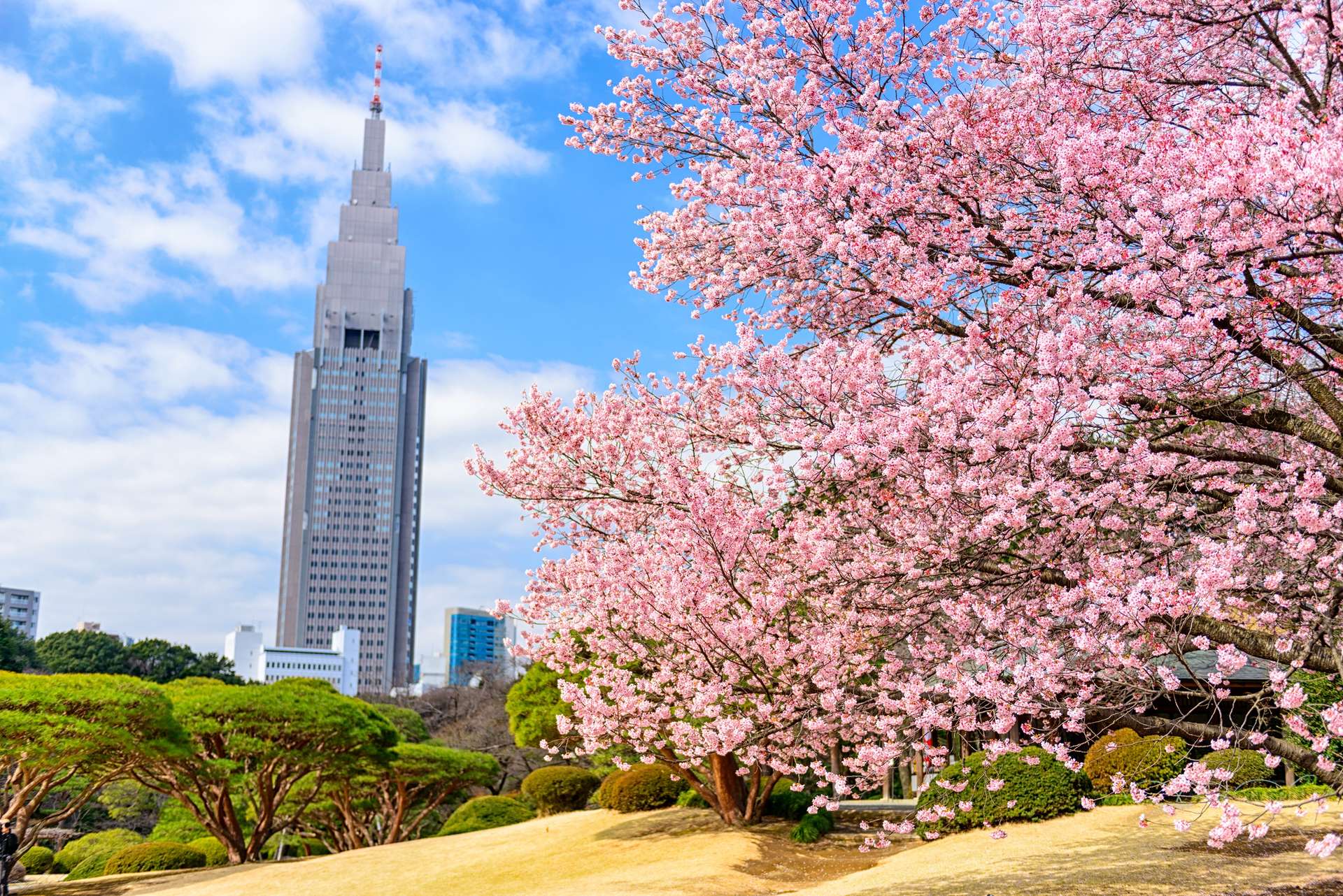 Công viên Shinjuku Gyoen vào mùa xuân
