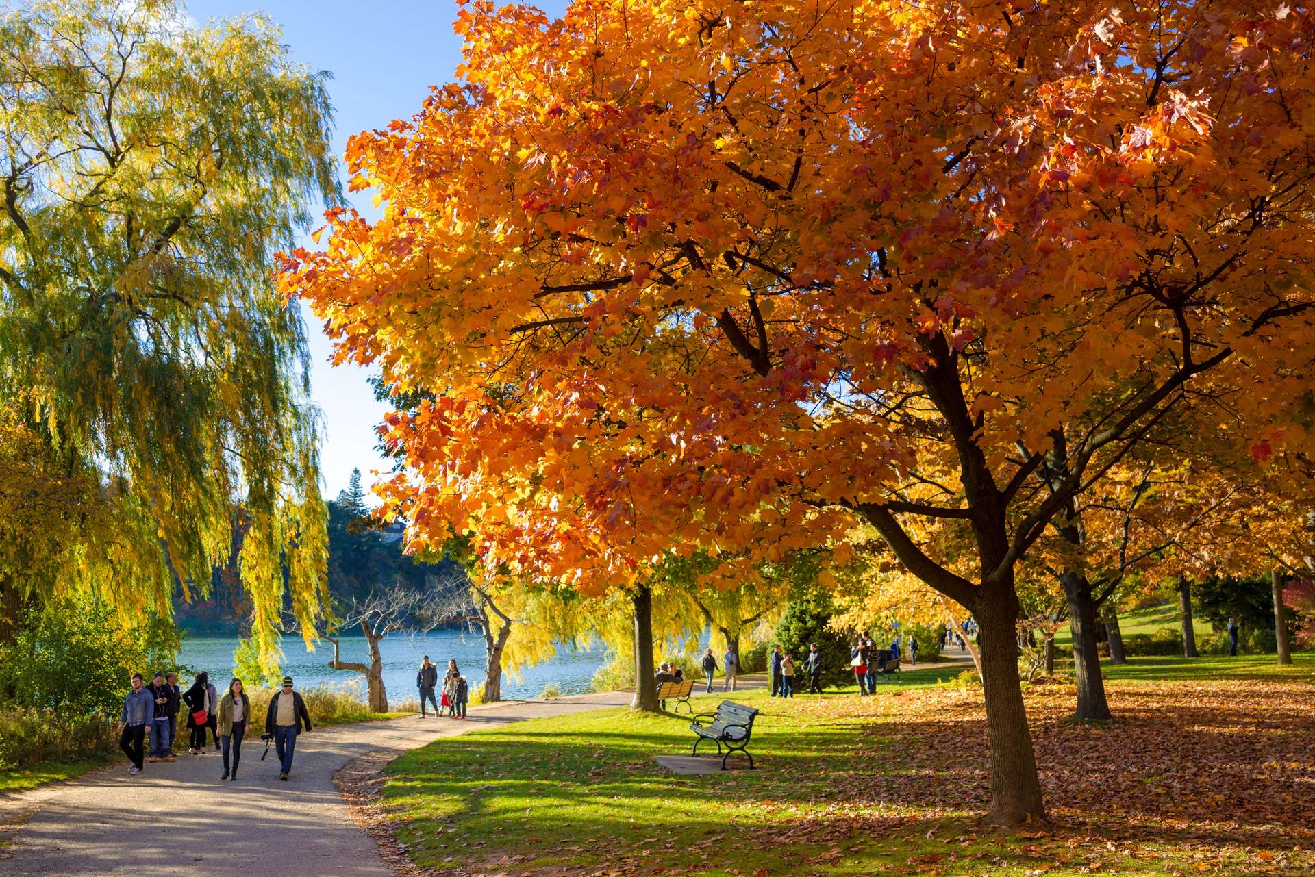 mùa thu tại Toronto