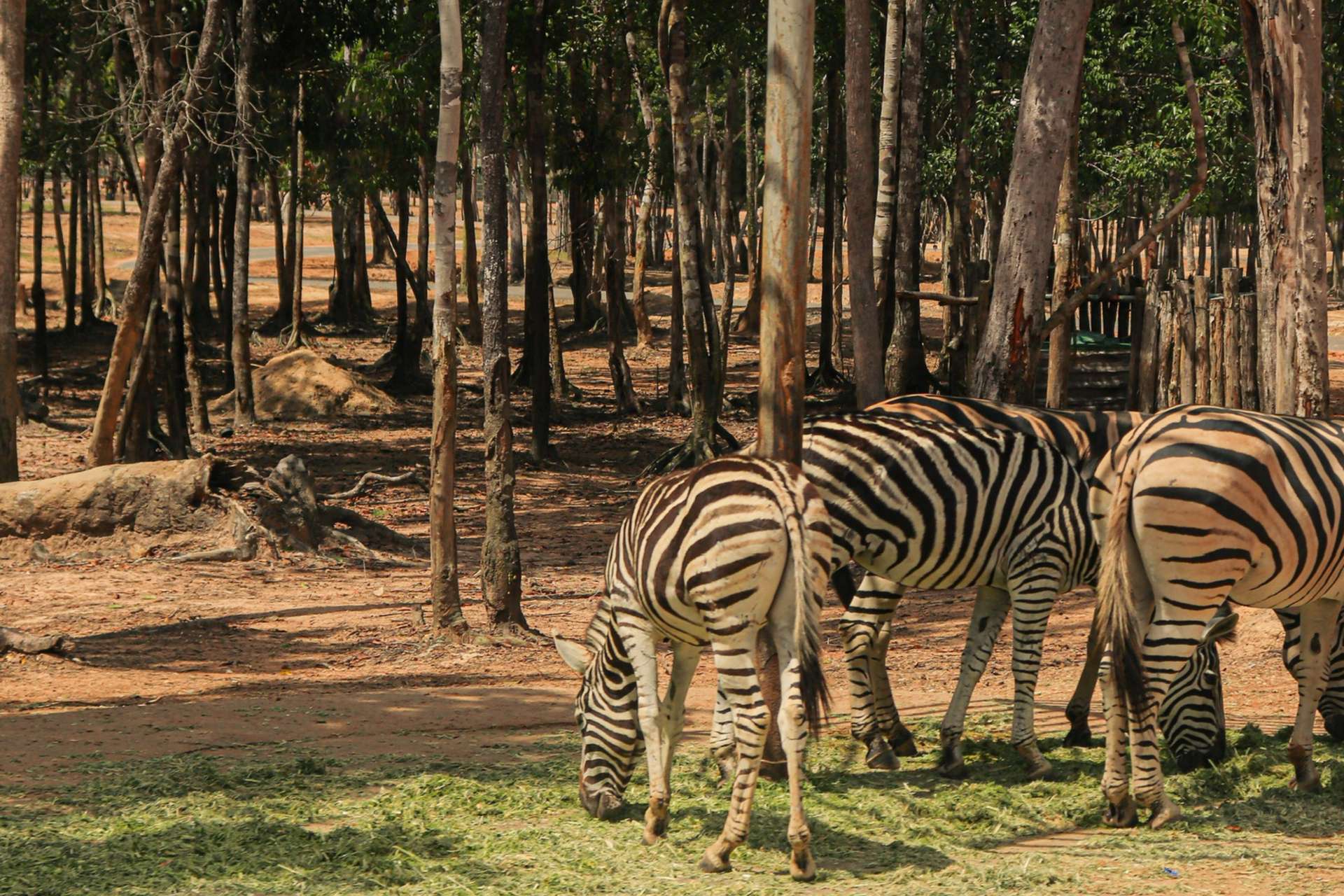 Vinpearl Safari