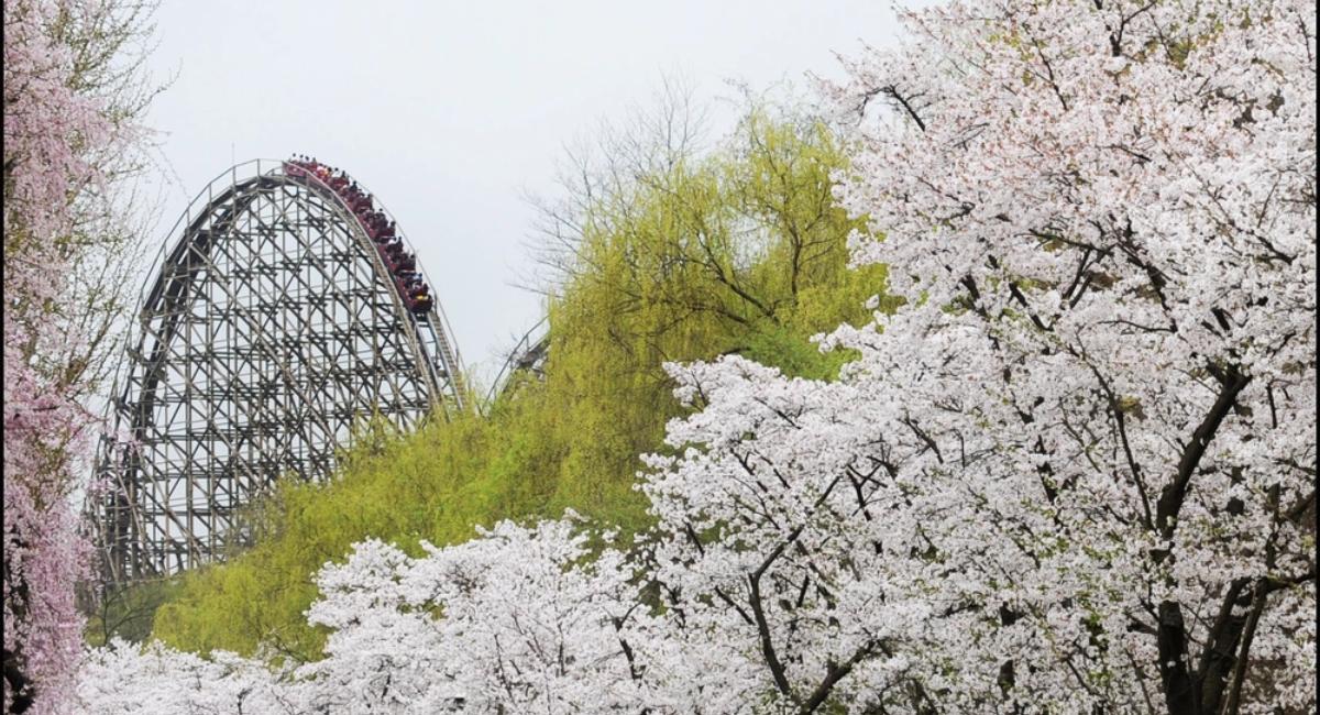 สวนสนุกเกาหลีใต้ เอเวอร์แลนด์ (Everland Theme Park South Korea)