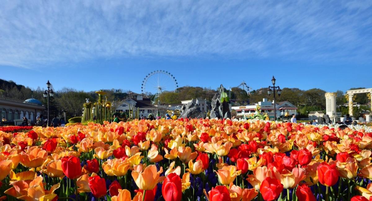 สวนดอกไม้ที่สวนสนุกเกาหลีใต้ Everland Theme Park