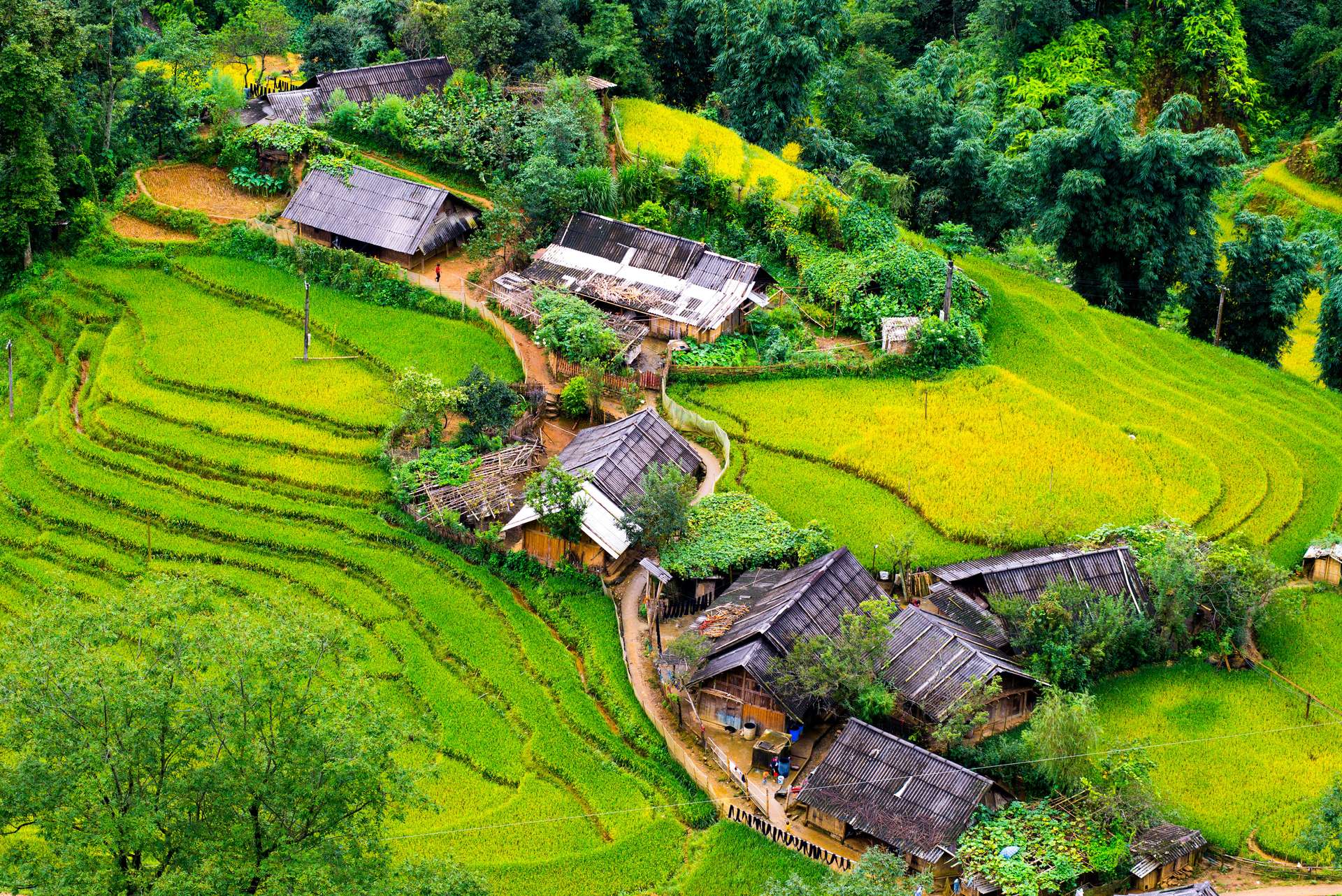 Sapa mùa lúa chín