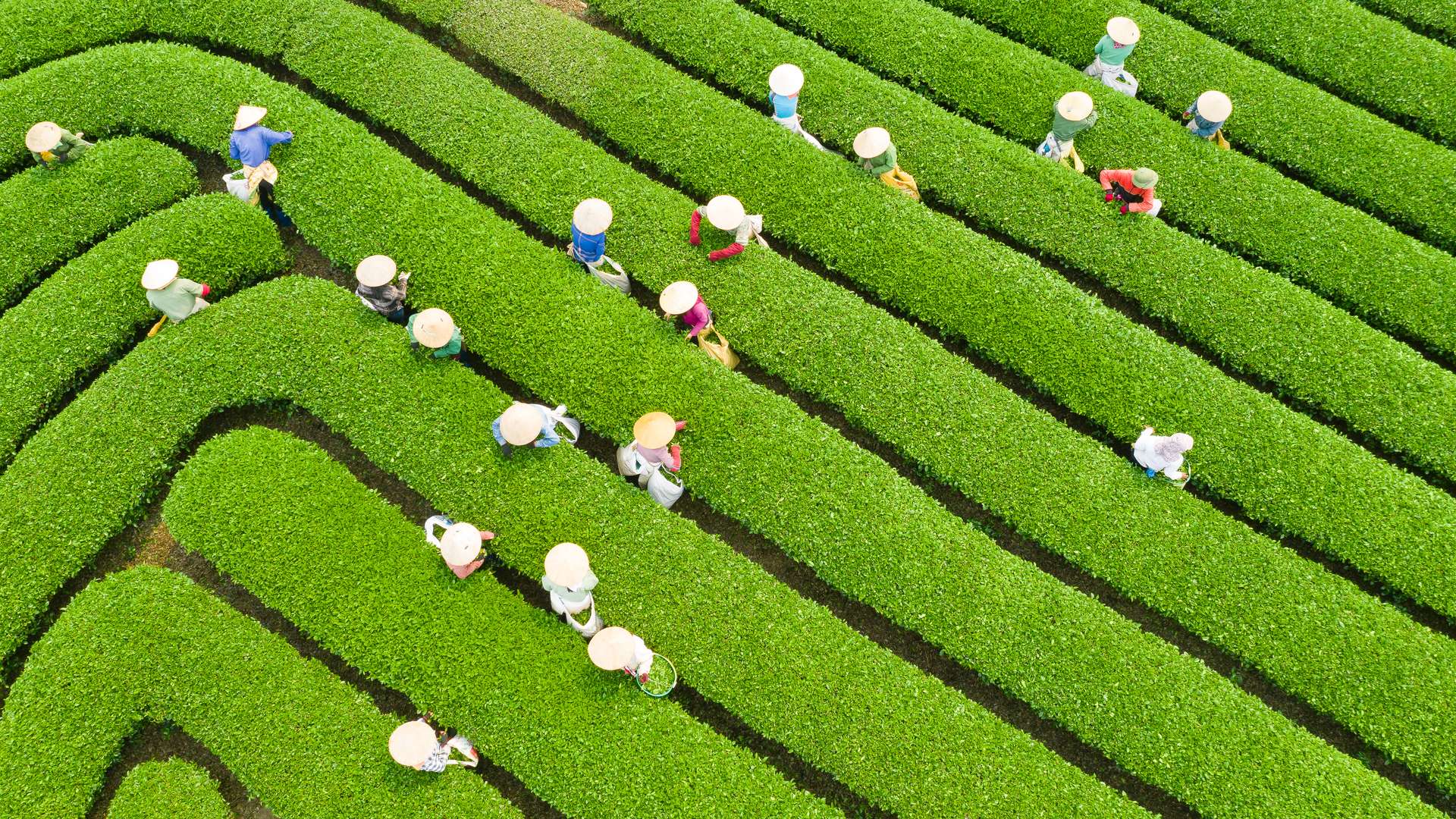 Đồi chè xanh mướt ở Mộc Châu