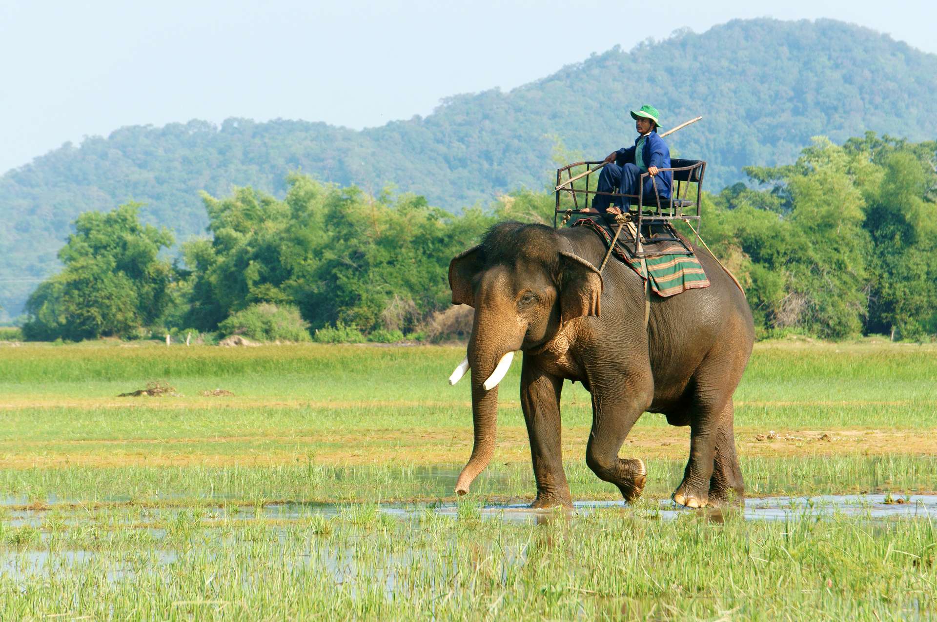 Cưỡi voi tại Đắk Lắk