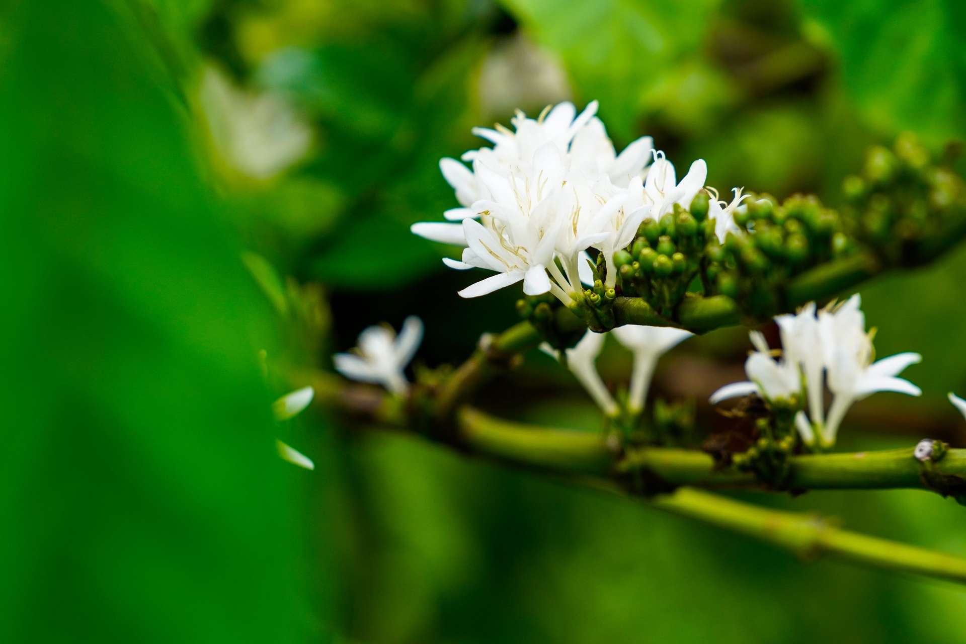 Thiên nhiên tươi đẹp của Đắk Lắk