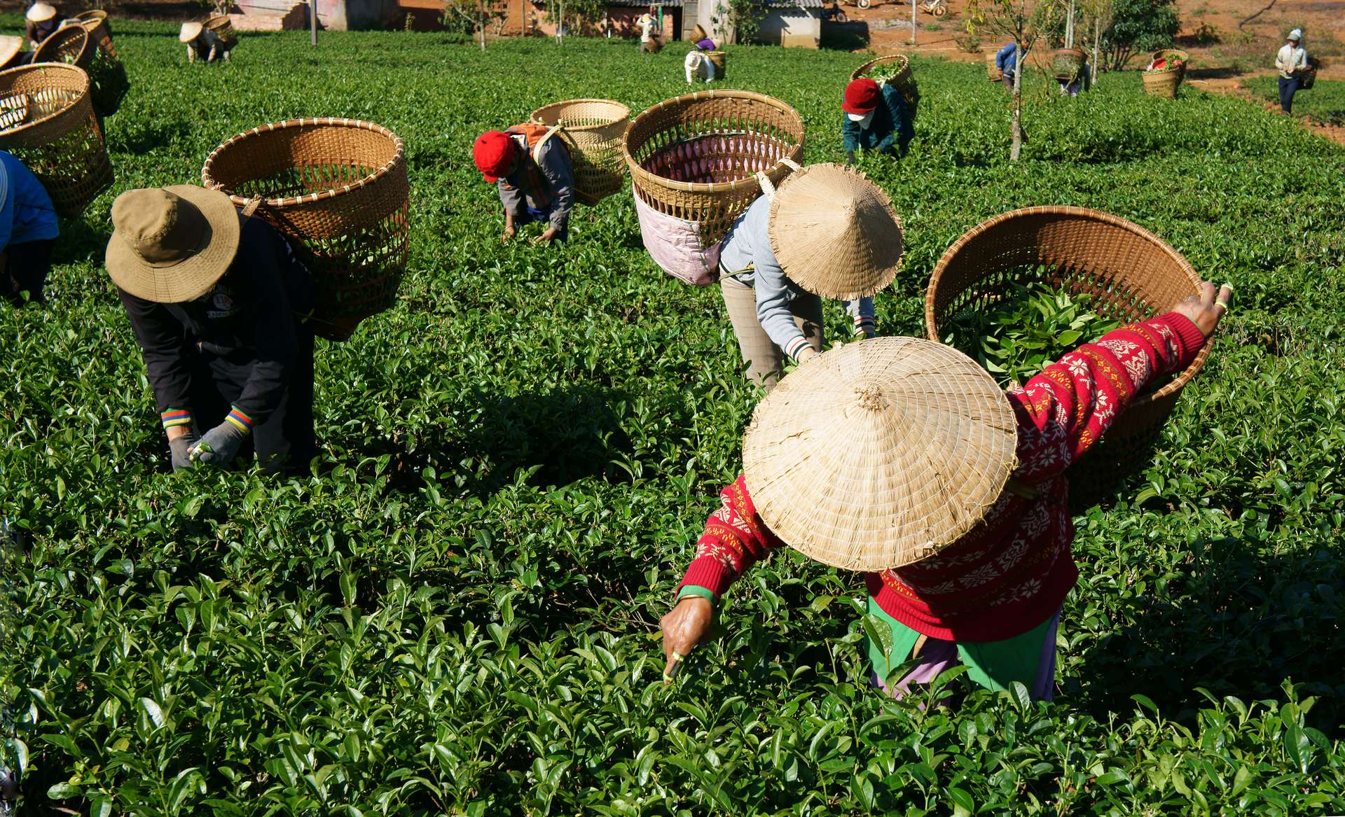 Thu hoạch trà ở Thái Nguyên