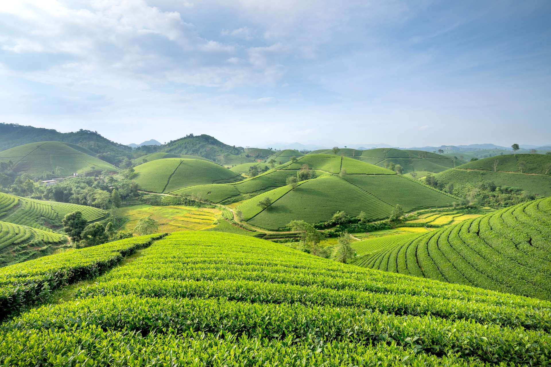 Màu xanh mướt trải dài trên mảnh đất Phú Thọ