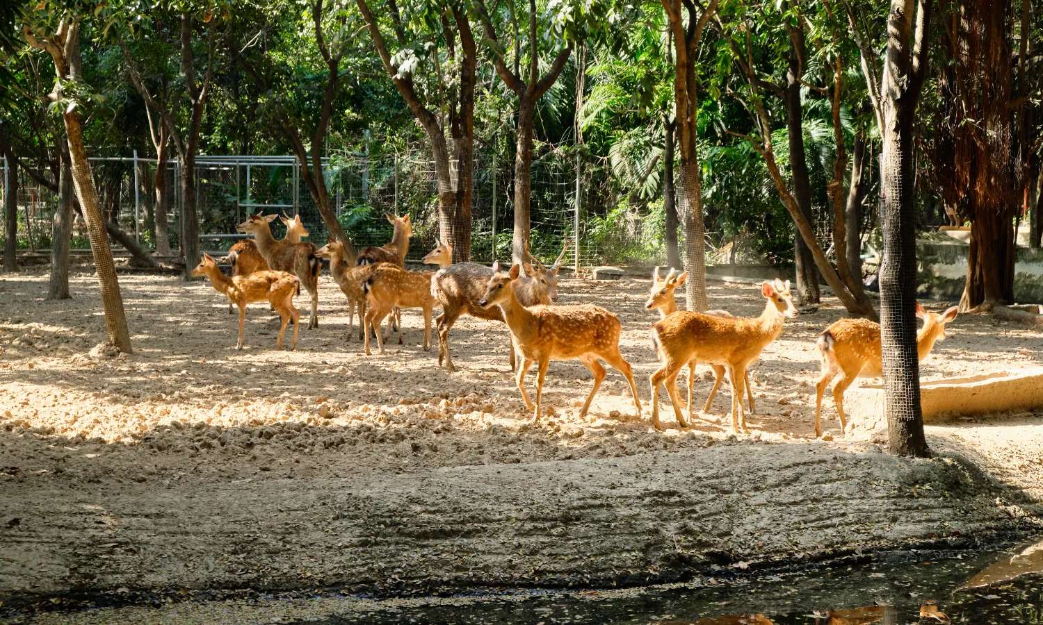 chơi gì ở Phnom Penh