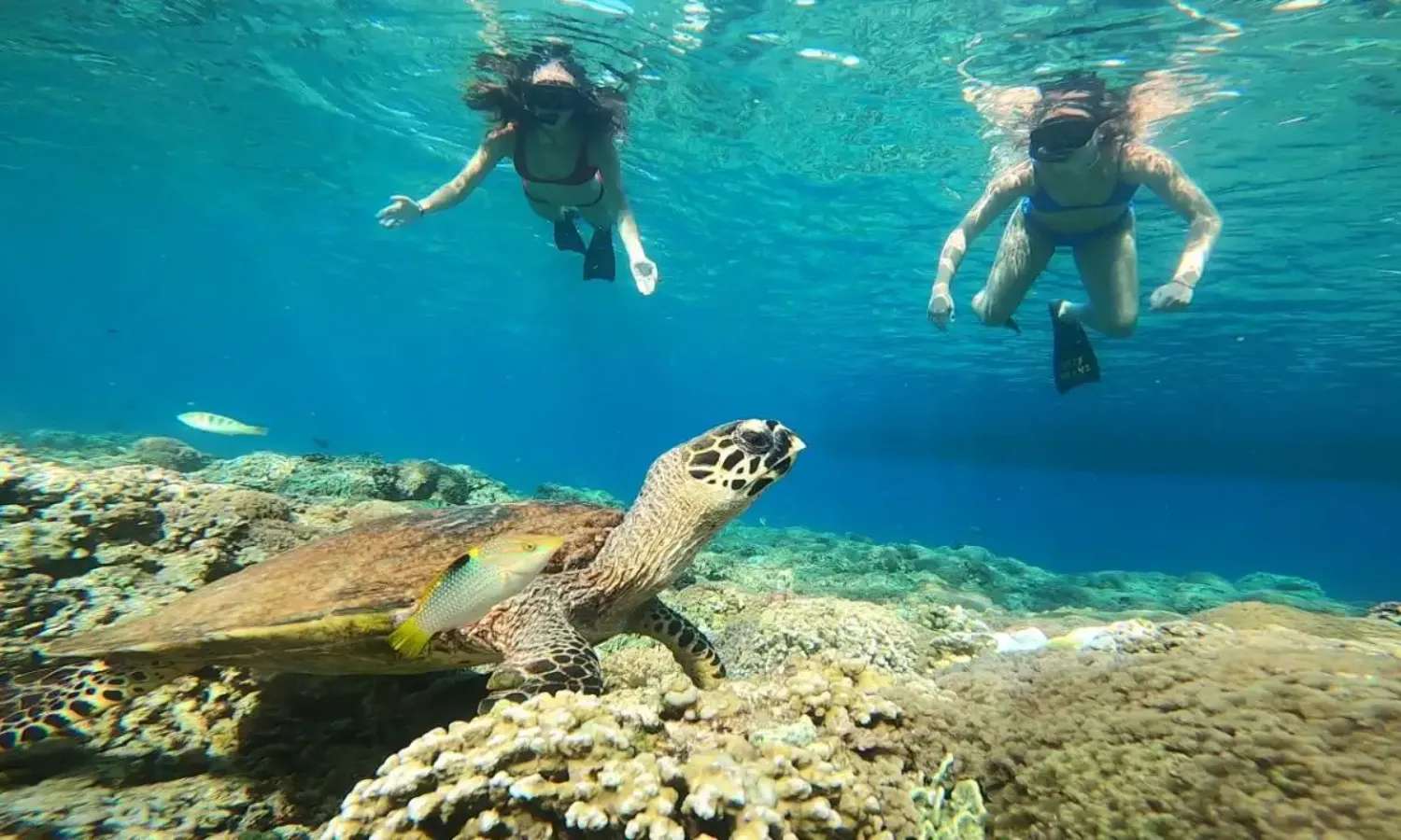 tour Tây Nusa Tenggara tại đảo 3 Gilis