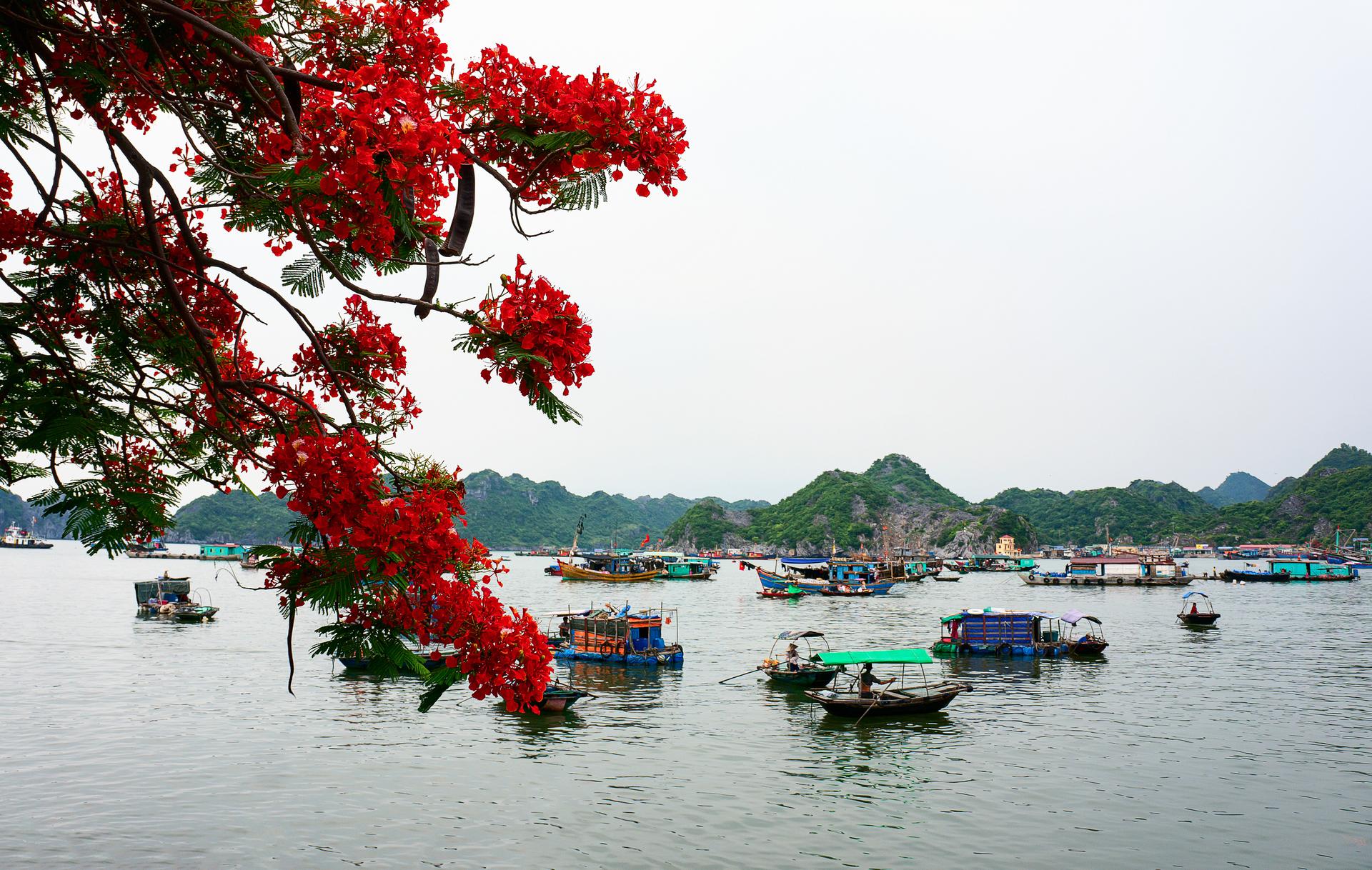 Thành phố hoa phượng đỏ - Hải Phòng