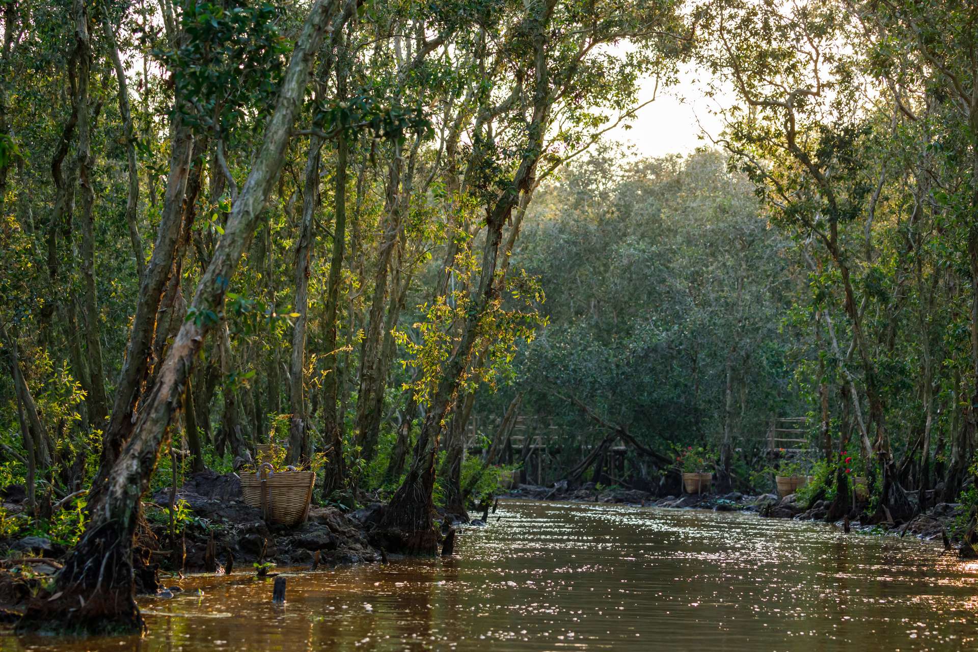 Rừng U Minh tại Cà Mau