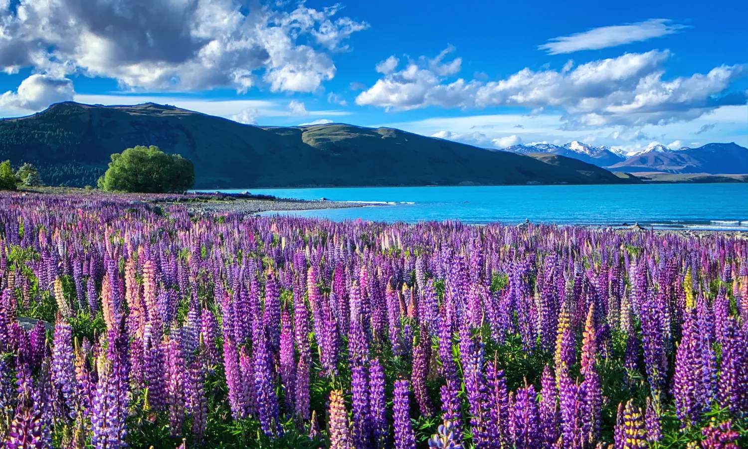 Hồ Tekapo - điểm tham quan Canterbury
