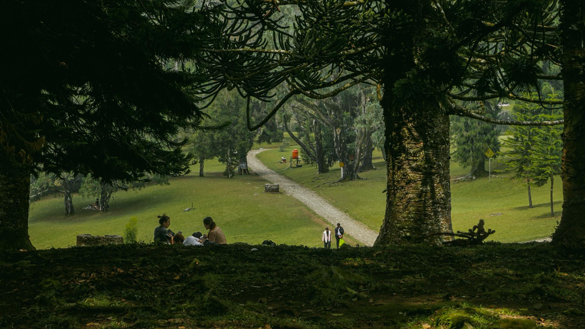 Kebun Raya Cibodas
