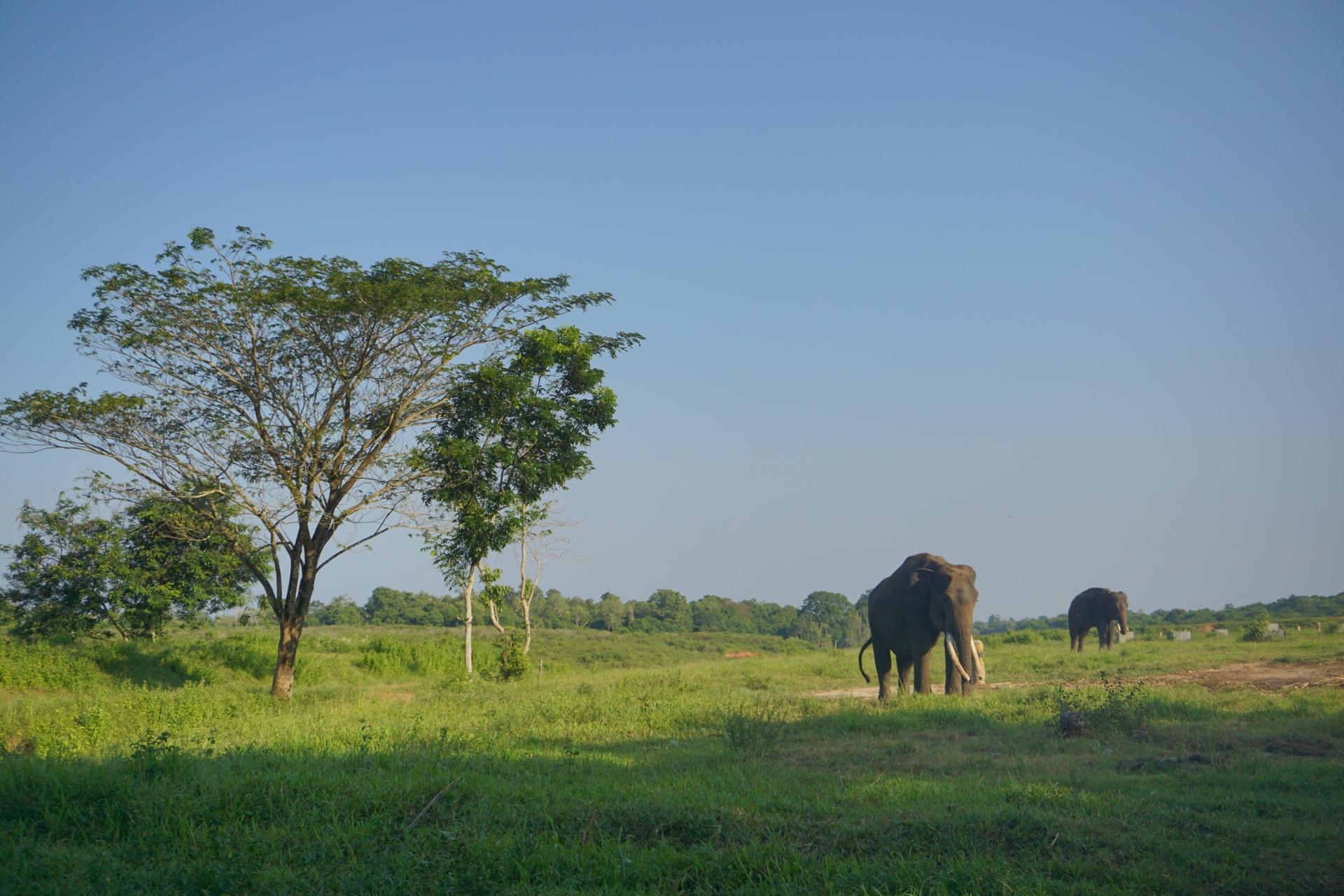Taman Nasional Way Kambas