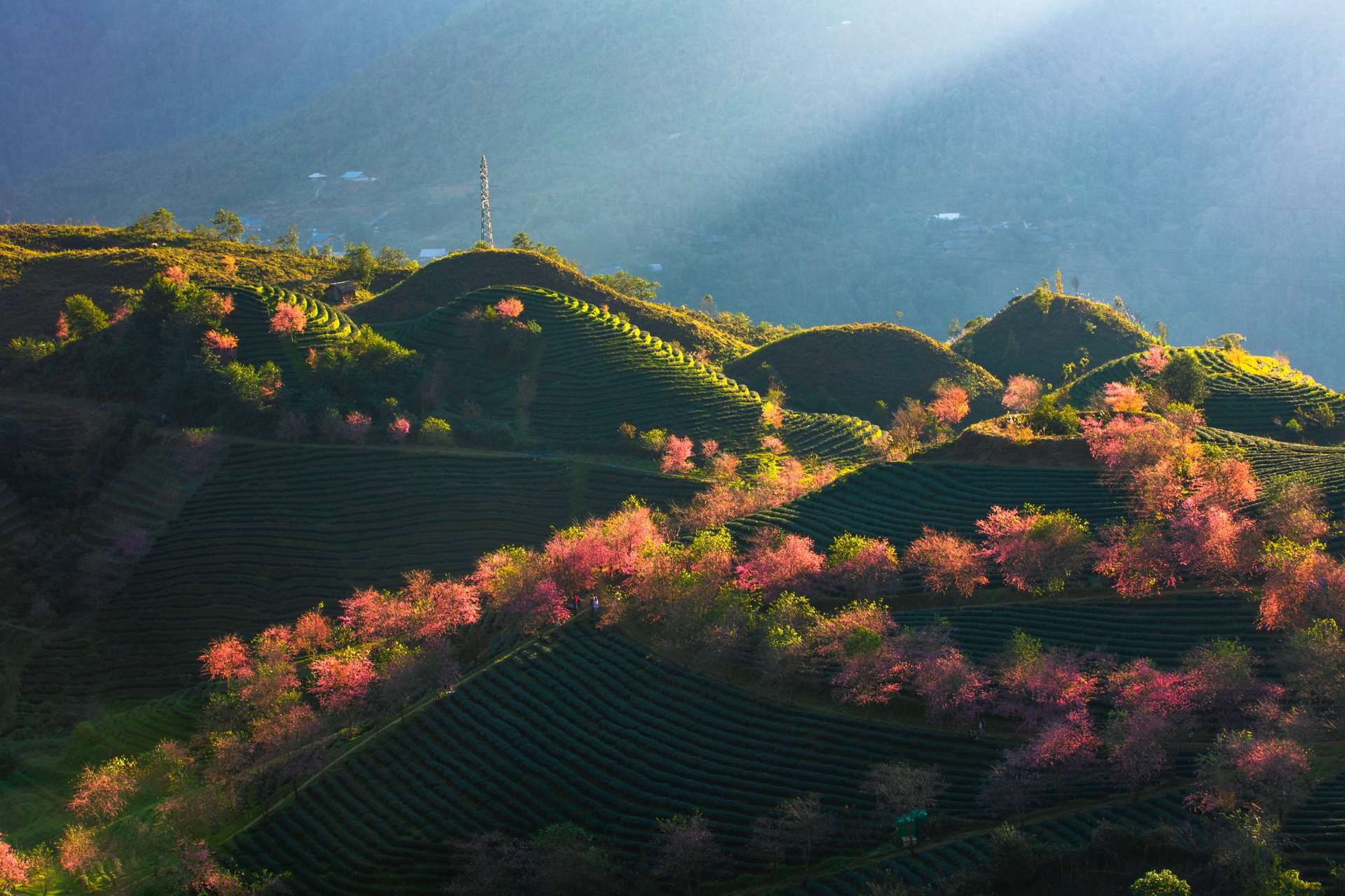Sapa -