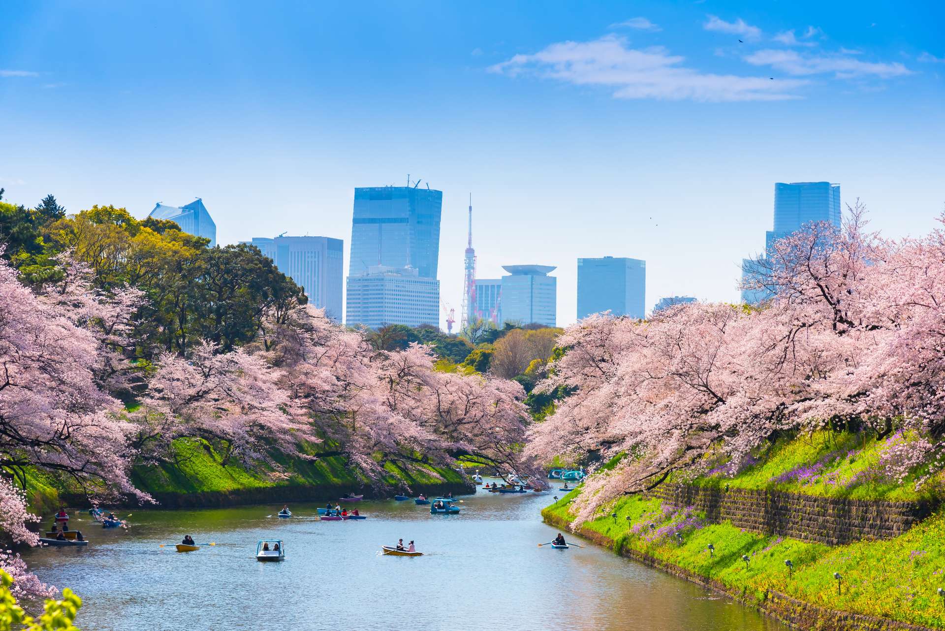 Chidorigafuchi park - Tokyo