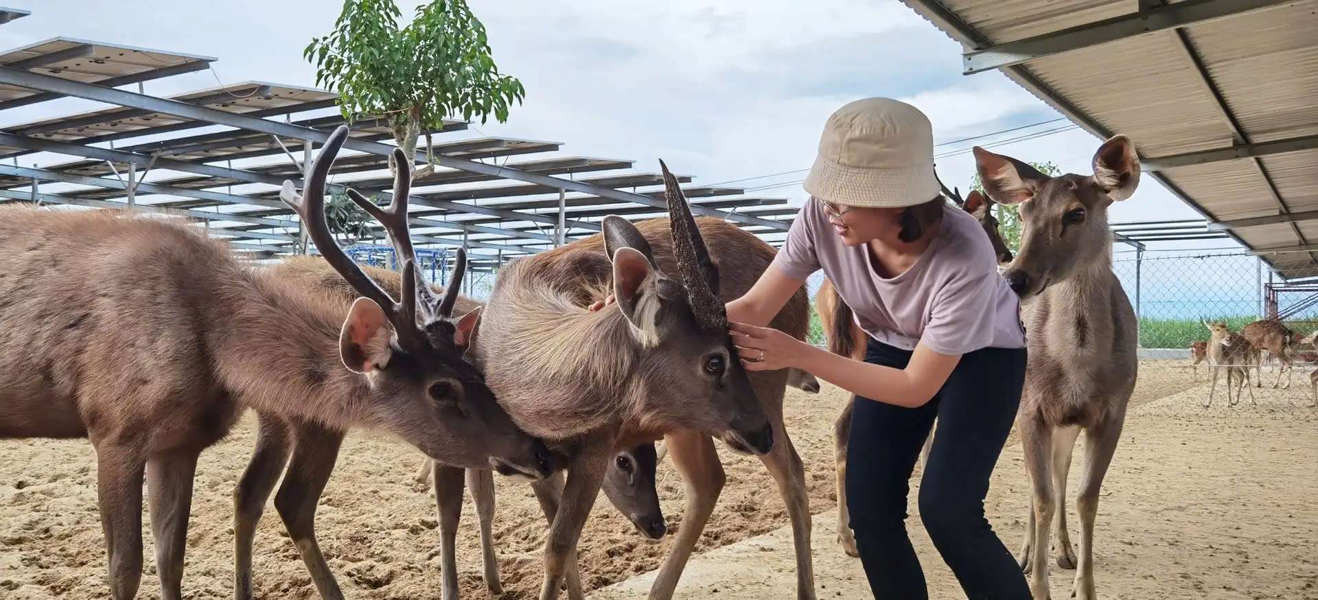 Tiên Tiến Farm & Zoo - Khách sạn Phan Rang