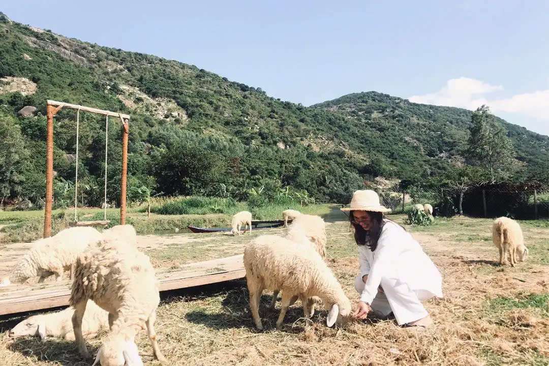 Tour Hang Rái, Vĩnh Hy, Vườn nho và Đồng cừu - Khách sạn Phan Rang