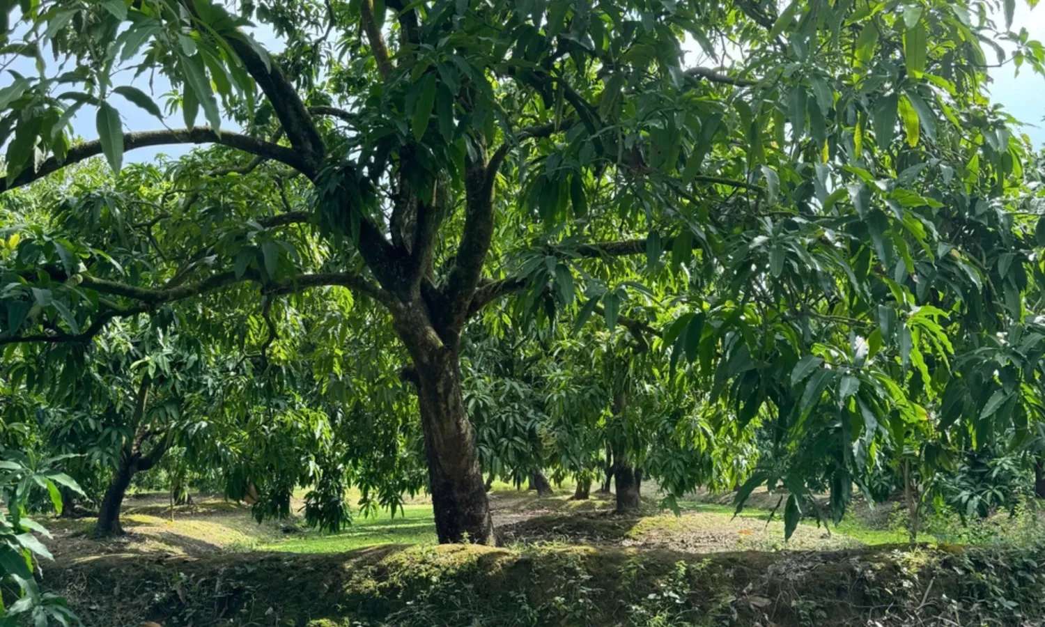 vườn xoài Cao Lãnh