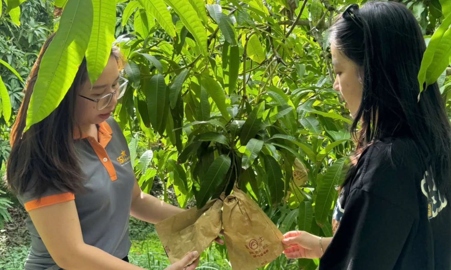 vườn hoa quả tại Cao Lãnh