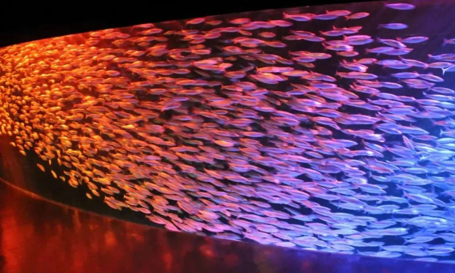Sardine Light Show tại bể Milky Way Pool